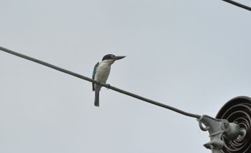 Collared kingfisher [Todiramphus chloris chloris]