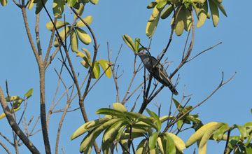 Graubauchkuckuck [Cacomantis passerinus]