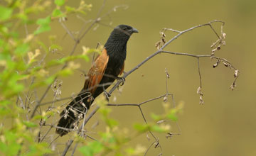 Lesser coucal [Centropus bengalensis sarasinorum]