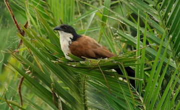 Burchell's coucal [Centropus burchellii burchellii]