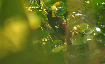 Green-billed coucal [Centropus chlororhynchos]