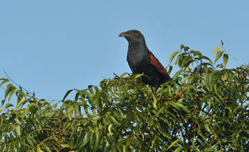 Heckenkuckuck [Centropus sinensis parroti]