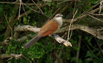 White-browed coucal [Centropus superciliosus]