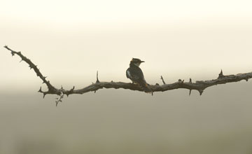 Diederik cuckoo [Chrysococcyx caprius]