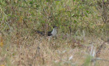 Jacobin cuckoo [Clamator jacobinus jacobinus]