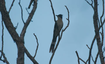 Jakobinerkuckuck [Clamator jacobinus serratus]