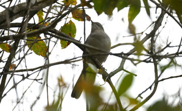 Schwarzschnabelkuckuck [Coccyzus erythropthalmus]