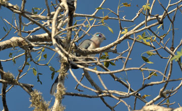 Crested coua [Coua cristata cristata]