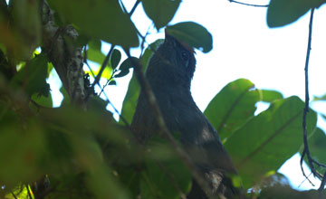 Red-fronted coua [Coua reynaudii]