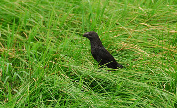 Smooth-billed ani [Crotophaga ani]