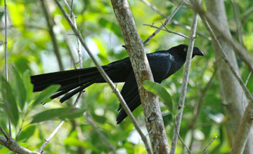 Riesenani [Crotophaga major]