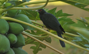 Indischer Koel [Eudynamys scolopaceus scolopaceus]