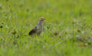 Guira cuckoo [Guira guira]