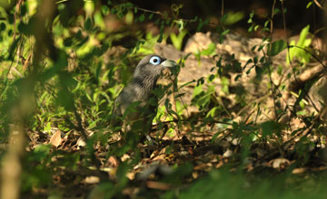 Blue-faced malkoha [Phaenicophaeus viridirostris]