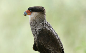 Southern crested caracara [Caracara plancus]