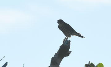 Merlin [Falco columbarius columbarius]