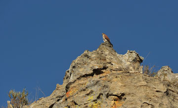 Madagaskarfalke [Falco newtoni]