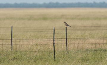 Steppenfalke [Falco rupicoloides rupicoloides]