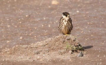 Baumfalke [Falco subbuteo subbuteo]