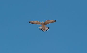 Turmfalke [Falco tinnunculus tinnunculus]