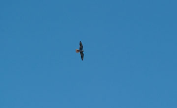 Red-footed falcon [Falco vespertinus]