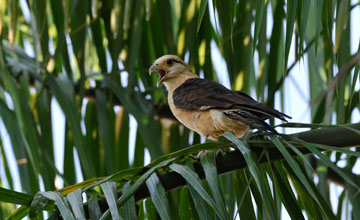 Yellow-headed caracara [Milvago chimachima cordata]