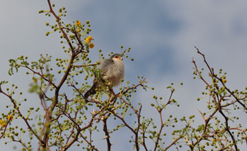 Pygmy falcon [Polihierax semitorquatus semitorquatus]