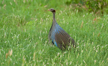 Vulturine guineafowl [Acryllium vulturinum]