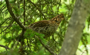 Ruffed grouse [Bonasa umbellus togata]