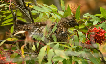 Kragenhuhn [Bonasa umbellus umbelloides]