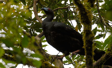 Black guan [Chamaepetes unicolor]