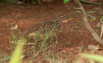 Crested francolin [Dendroperdix sephaena grantii]