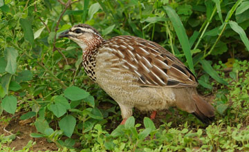 Schopffrankolin [Dendroperdix sephaena sephaena]