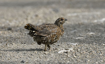 Tannenhuhn [Falcipennis canadensis canadensis]