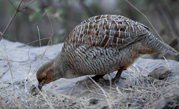 Grey francolin [Francolinus pondicerianus interpositus]