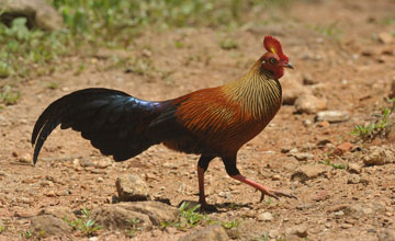 Sri lankan junglefowl [Gallus lafayettii]