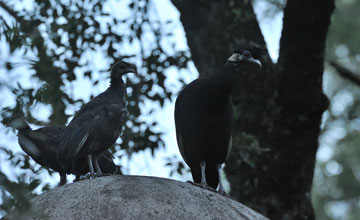 Crested guineafowl [Guttera pucherani edouardi]