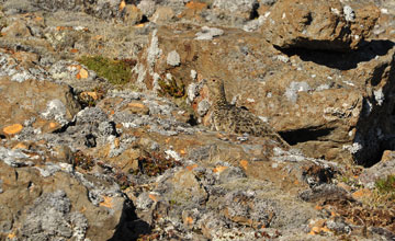 Alpenschneehuhn [Lagopus muta islandorum]