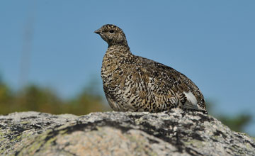 Alpenschneehuhn [Lagopus muta welchi]