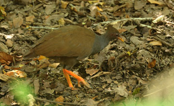 Orange-footed scrubfowl [Megapodius reinwardt reinwardt]