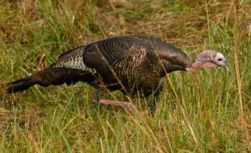 Wild turkey [Meleagris gallopavo silvestris]