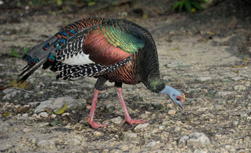 Ocellated turkey [Meleagris ocellata]