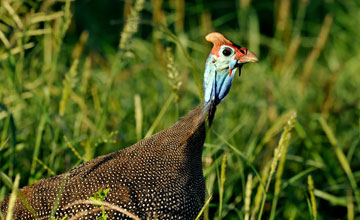 Gurney's helmeted guineafowl [Numida meleagris coronata]