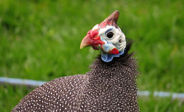 Damara helmeted guineafowl [Numida meleagris papillosus]