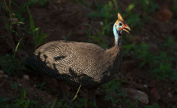 Reichenow's helmeted guineafowl [Numida meleagris reichenowi]