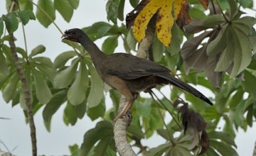 Chaco chachalaca [Ortalis canicollis]