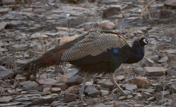 Blauer Pfau [Pavo cristatus]