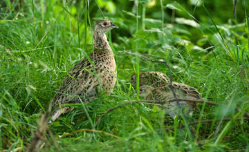 Common pheasant [Phasianus colchicus]