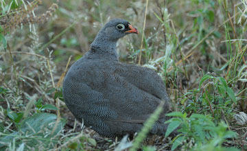 Red-billed spurfowl [Pternistis adspersus]