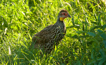 Yellow-necked spurfowl [Pternistis leucoscepus]